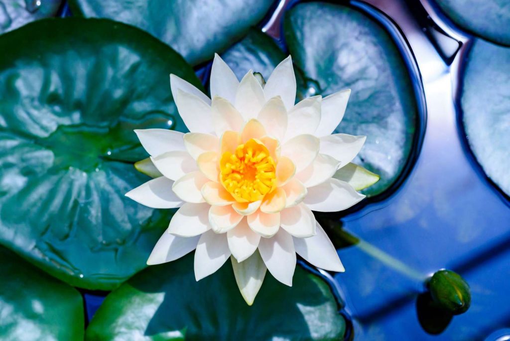 Witte lotusbloem met gele kern