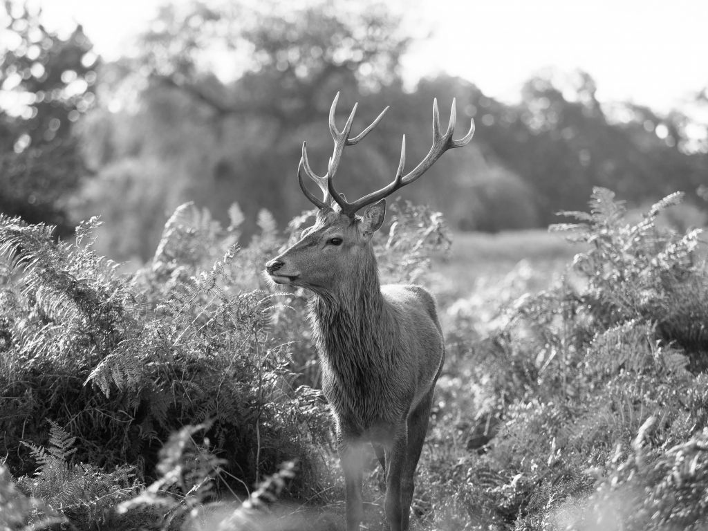 Deer portrait in black and white