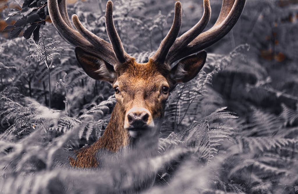 Close-up deer