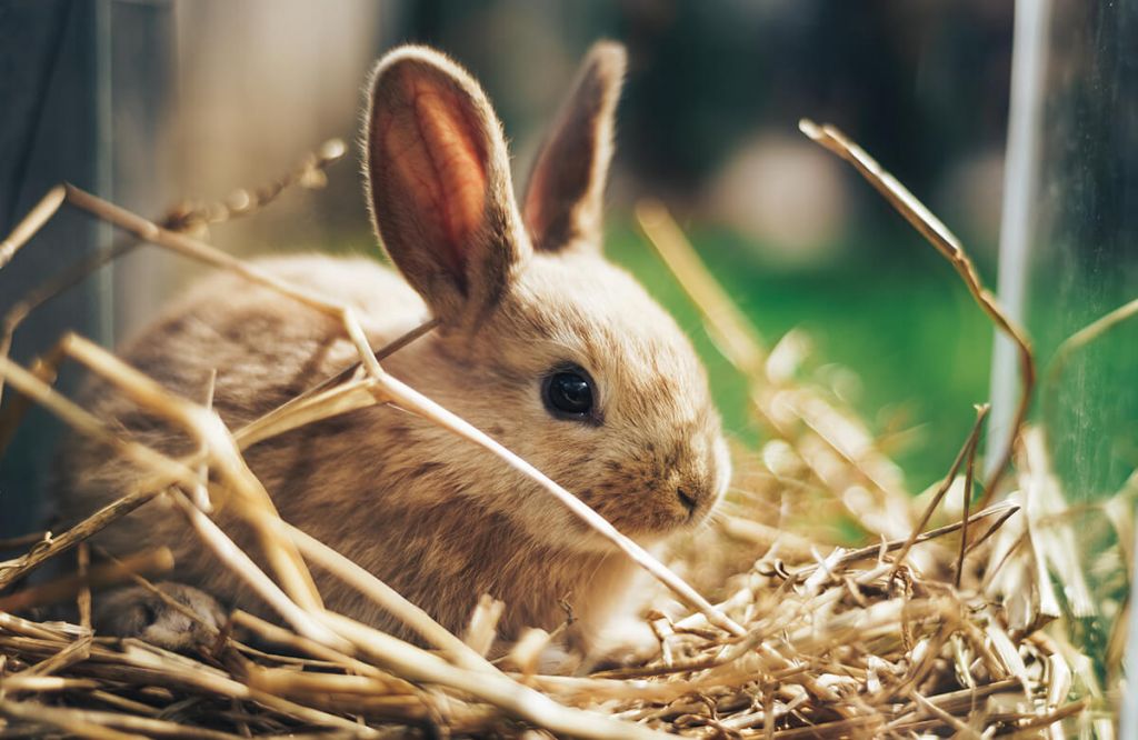 Rabbit in straw