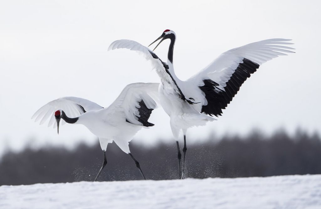 Cranes playing