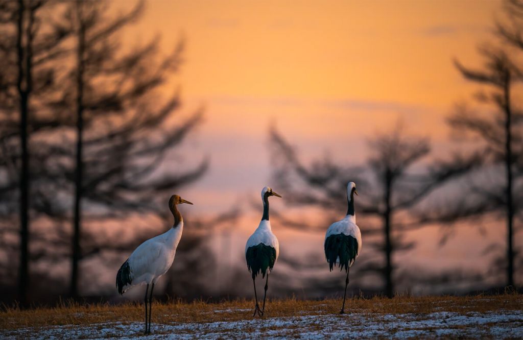 Cranes at sunset