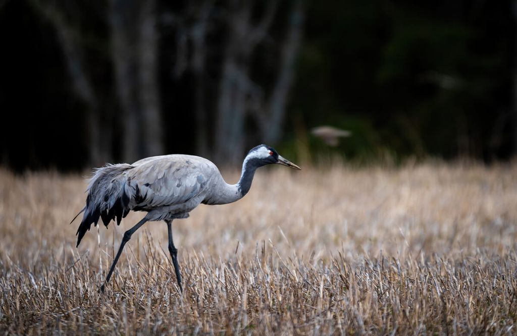 Cranes walking