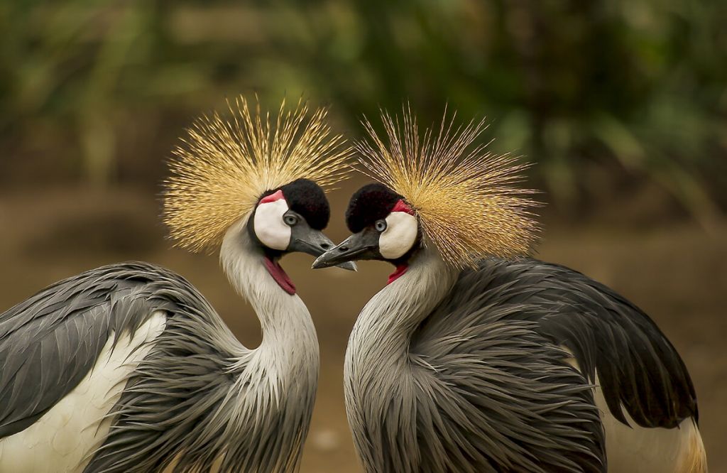 Crane pair