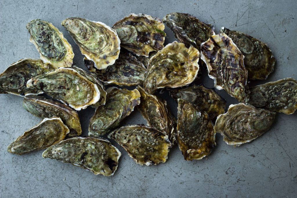 Oysters