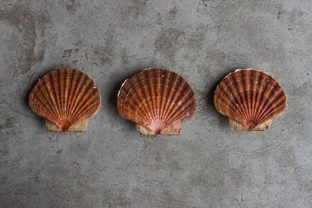 Three shells