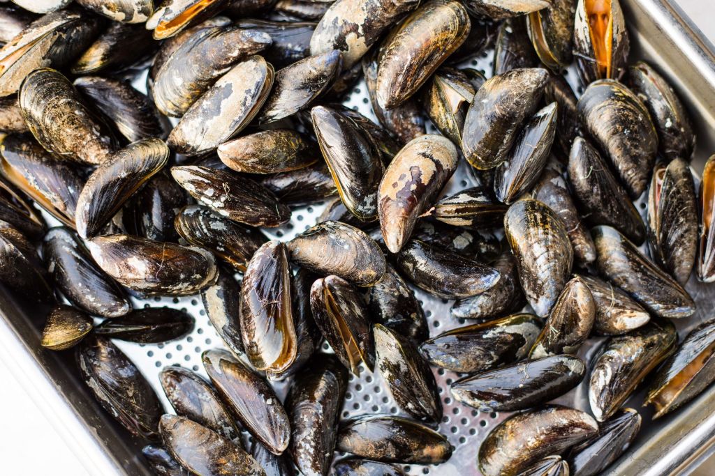 Mussels