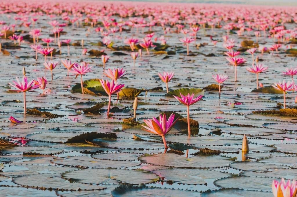 Sea of lotus flowers