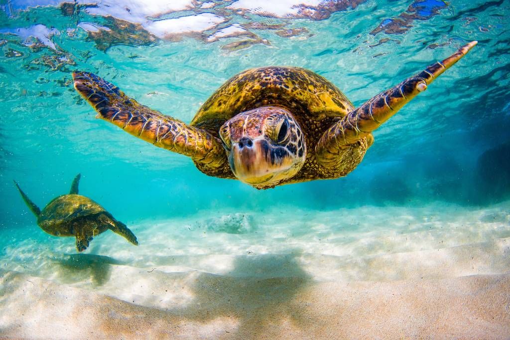 Sea turtle in the ocean