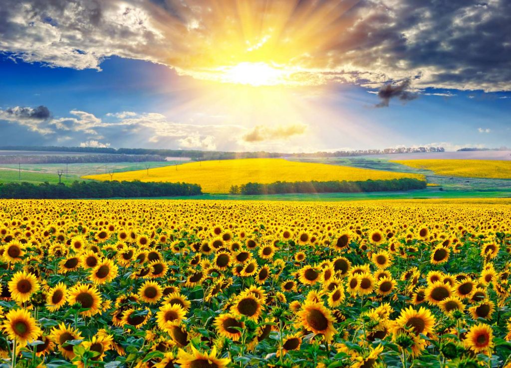 Zonnebloemen Veld met Opkomende Zon