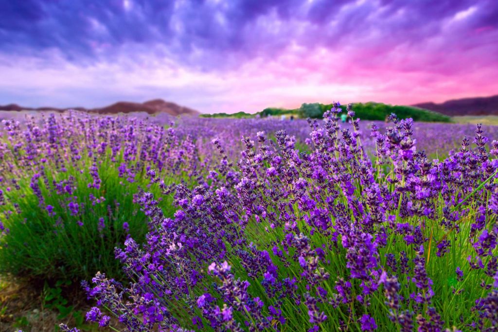 Lavendel met zonsondergang
