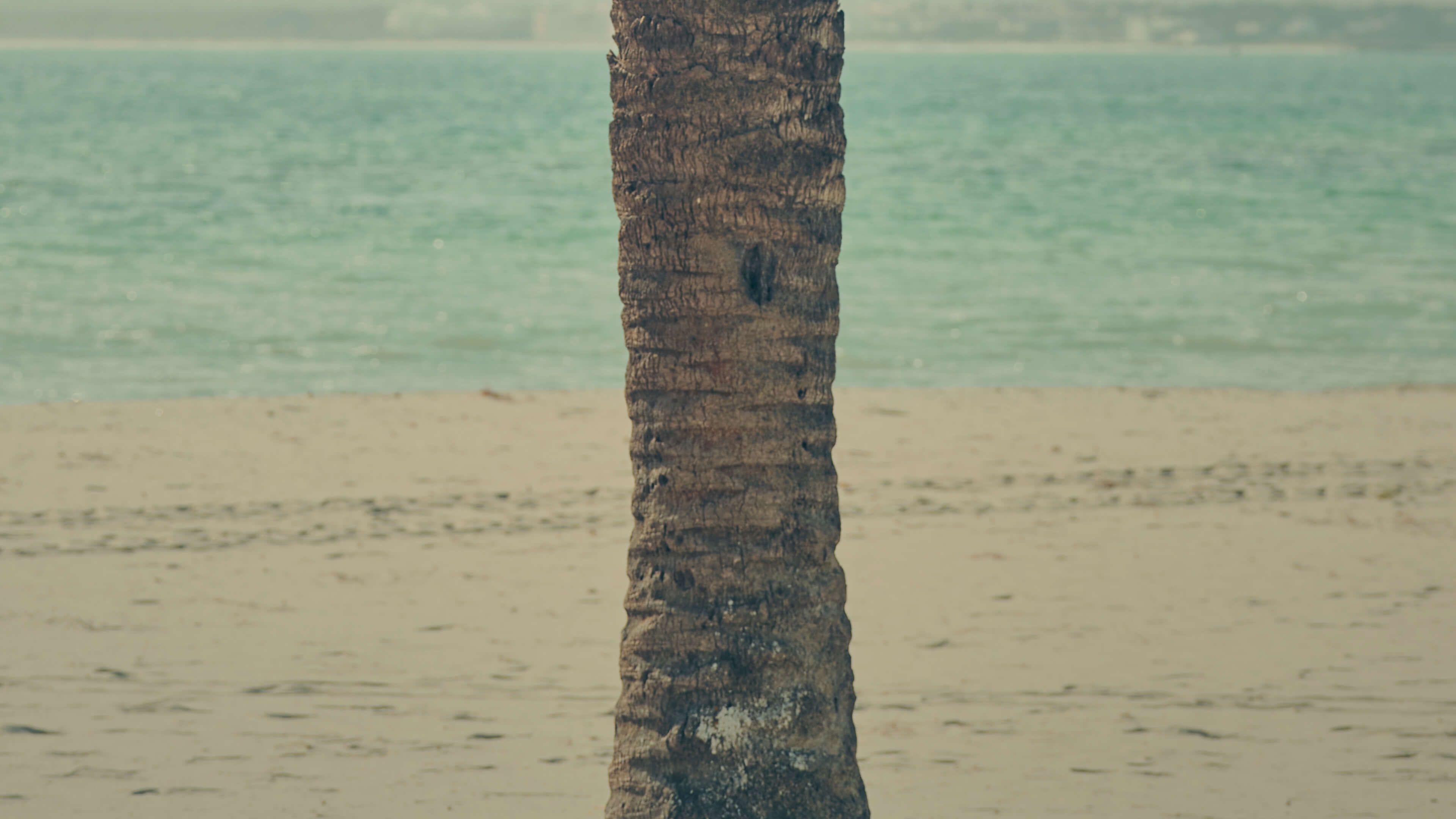 Vintage palm tree - Photo Wallpaper
