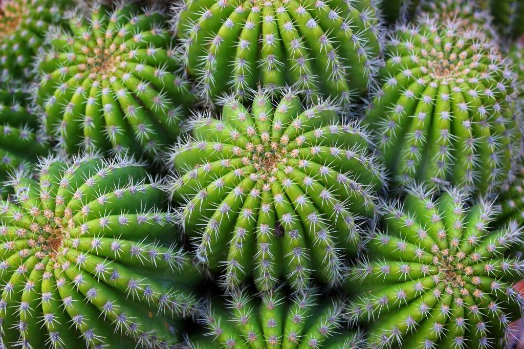 Cactus - Cacti - Teenage room