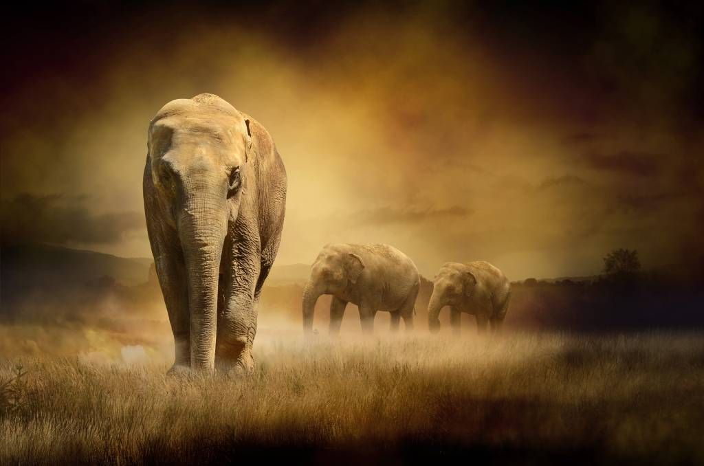 Animals - Three elephants - Teenage room