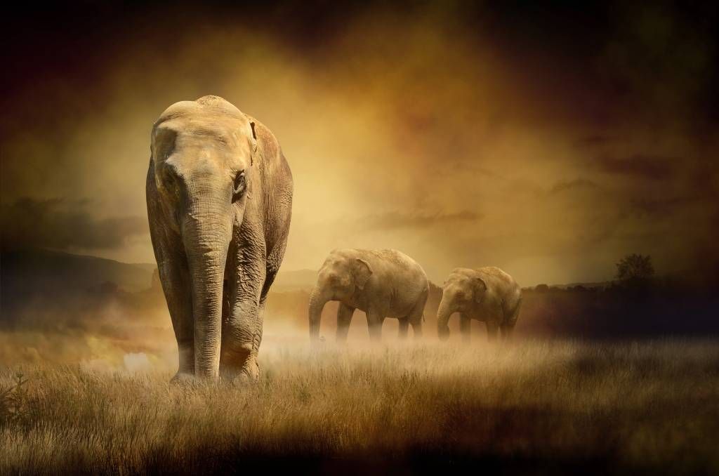 Animals - Three elephants - Teenage room Animals - Three elephants - Teenage room