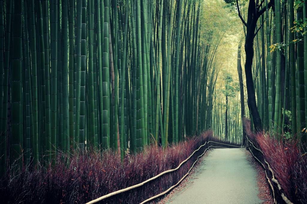Forest wallpaper - Bamboo forest - Entrance