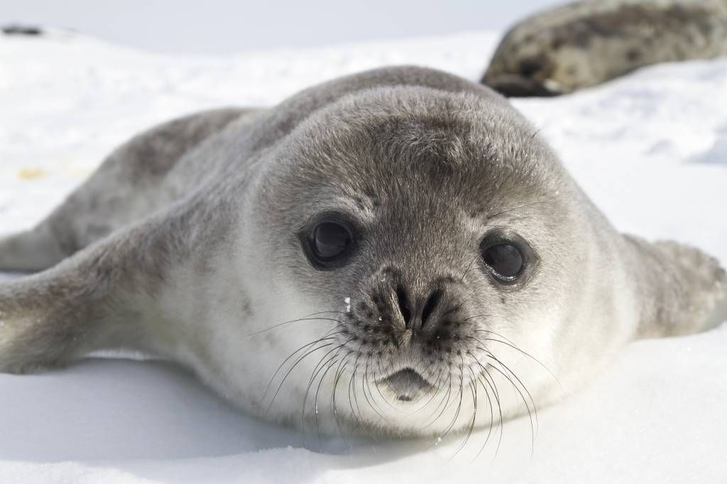 Toddlers - Close-up of a seal - Children's room