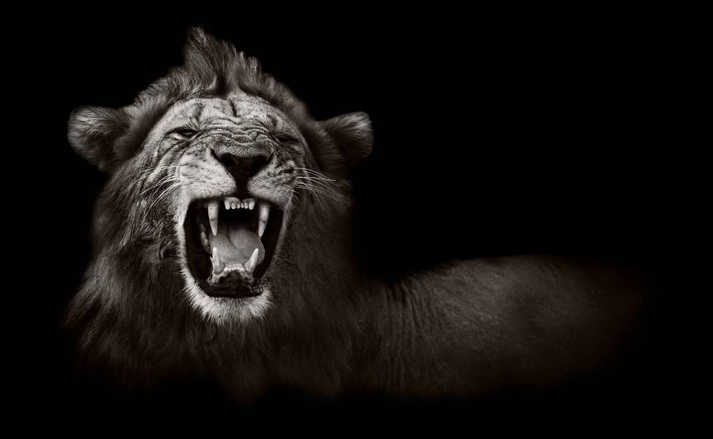 Wild Animals - Lioness - Teenage room
