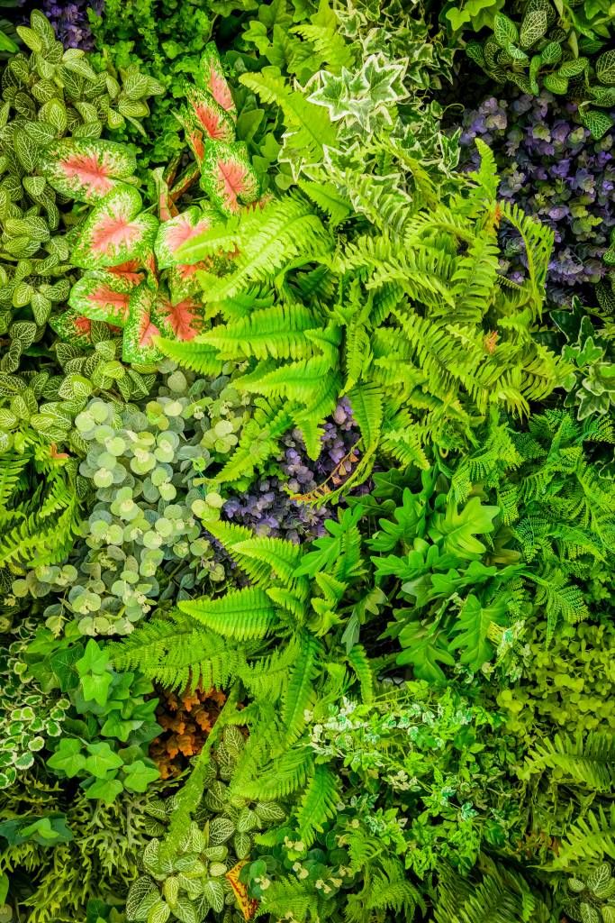 Plant mix - Photo Wallpaper
