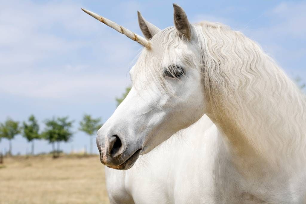 Horses - White unicorn - Children's room