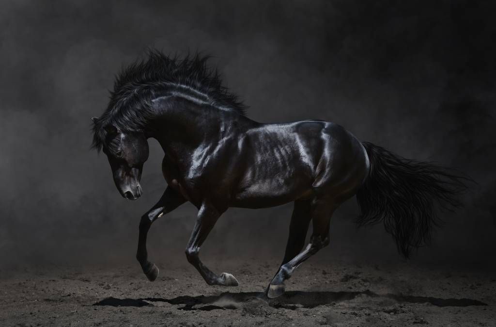 Horses - Black stallion - Children's room
