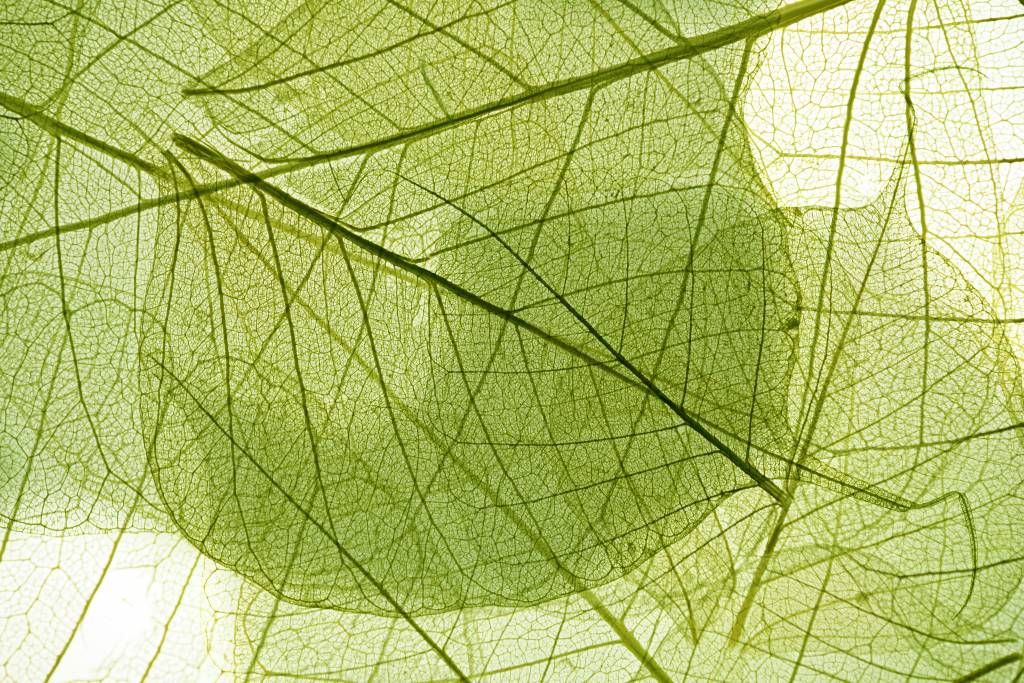 Leaves - Green leaves  - Bedroom