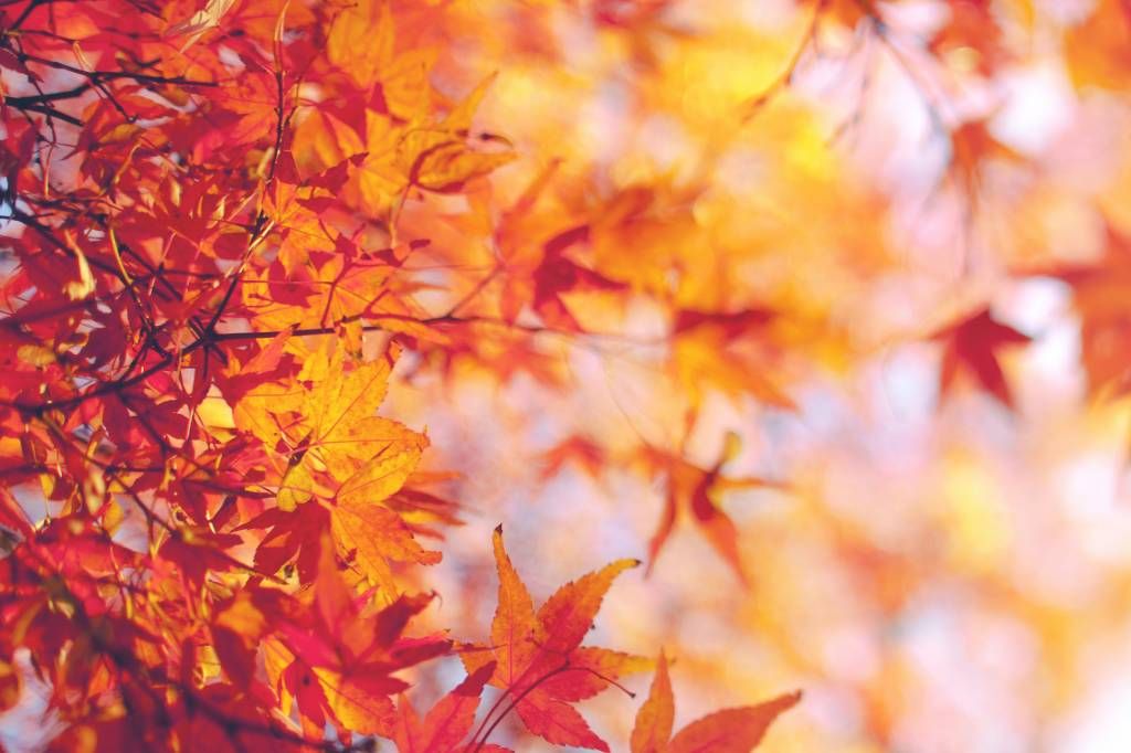 Leaves - Autumn leaves - Bedroom