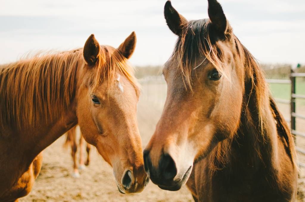 Horses - Two horses - Children's room