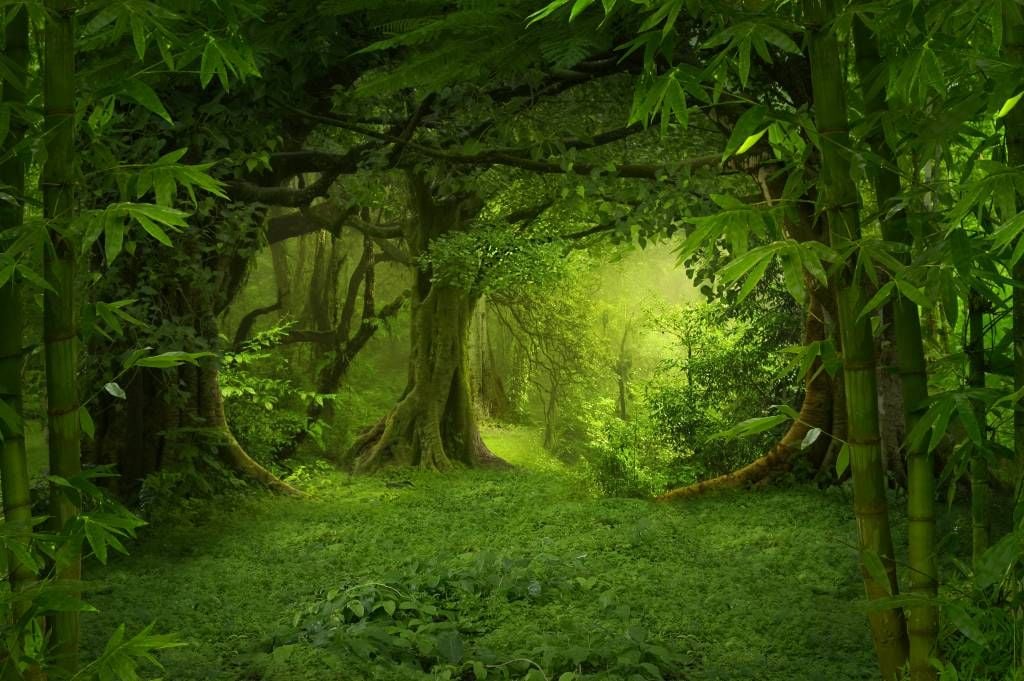 Forest background images sales
