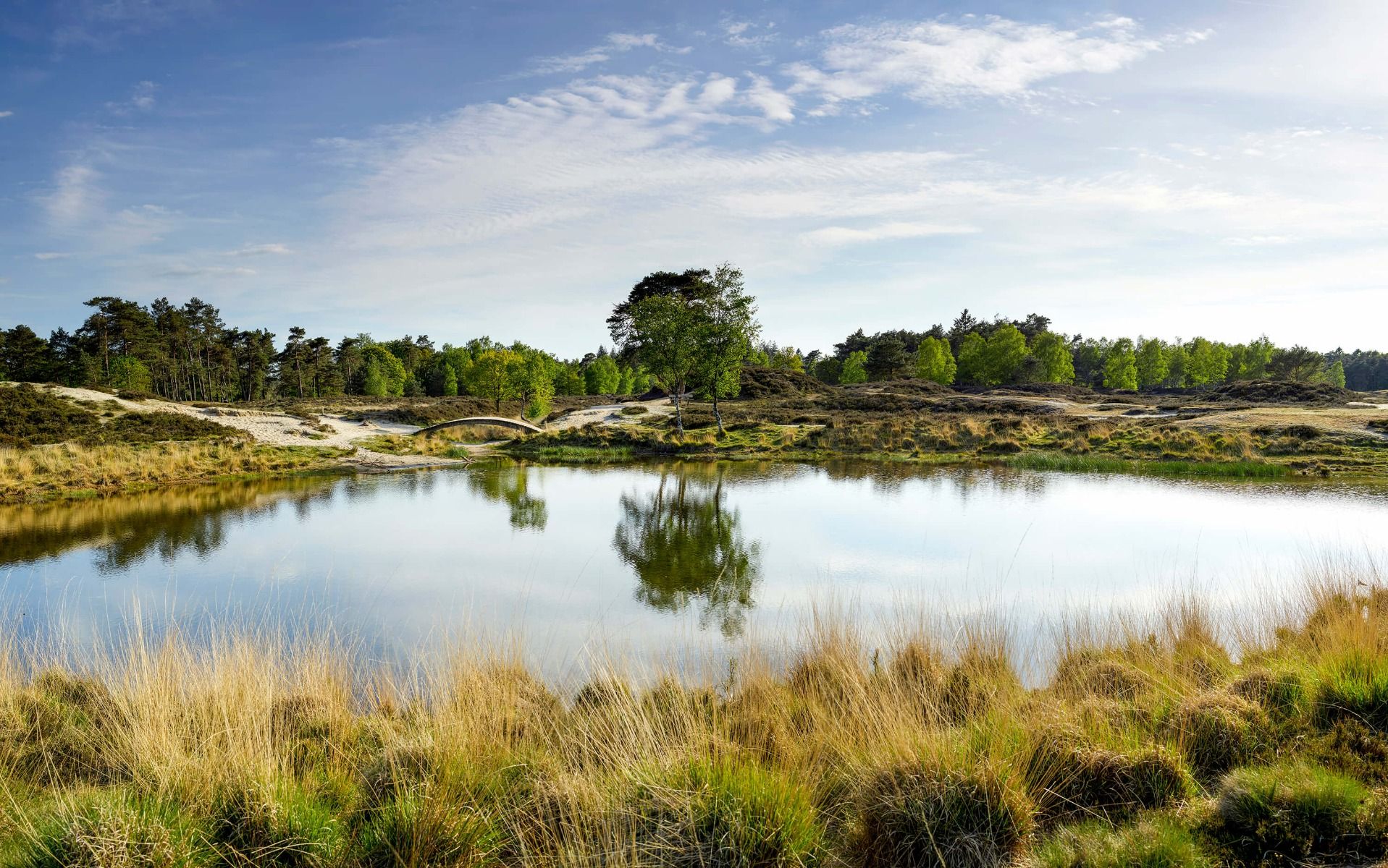 Landscape wallpaper - A small forest lake in the heathland area  - Bedroom