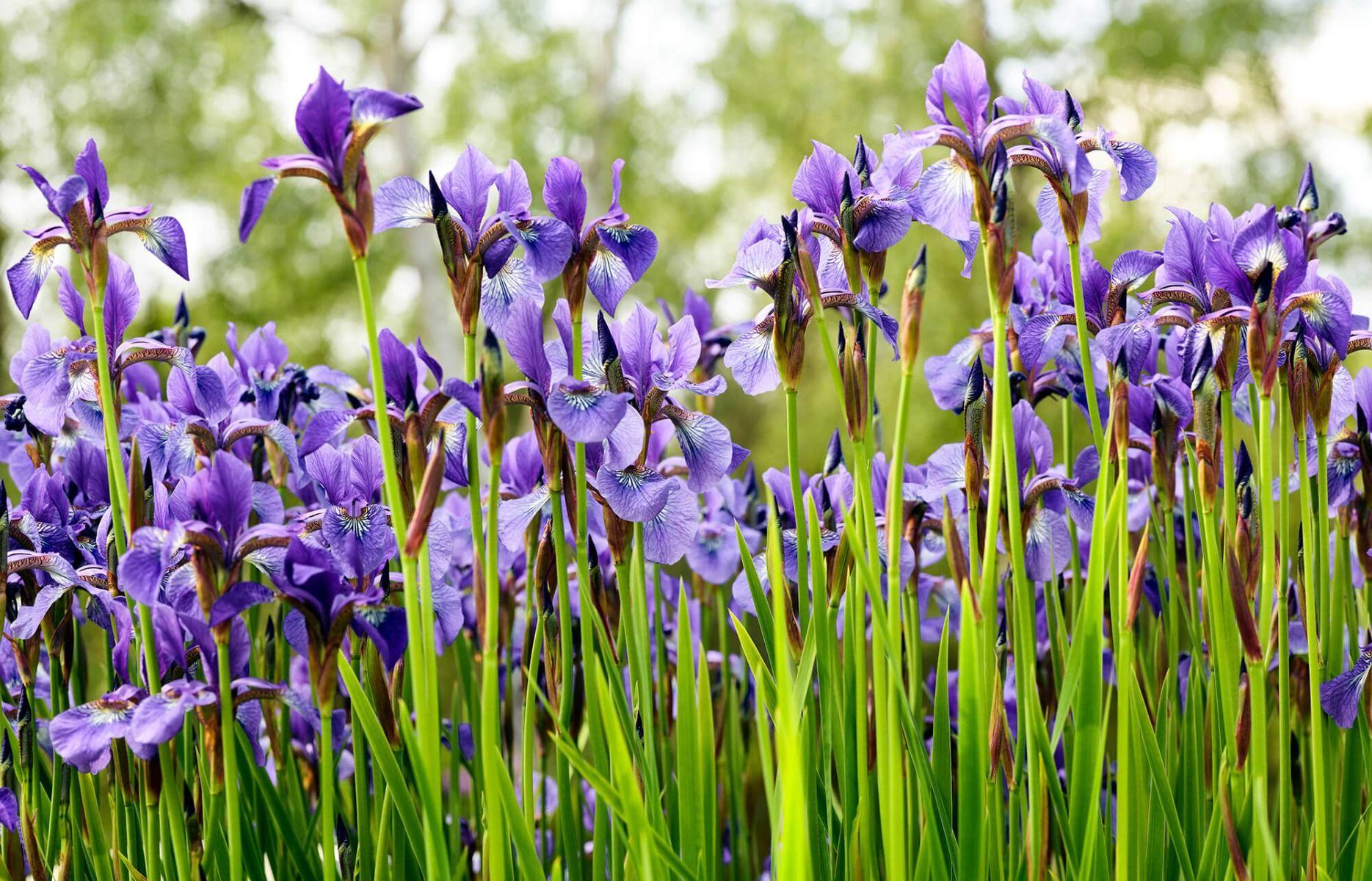 Flower fields - Irises  - Bedroom