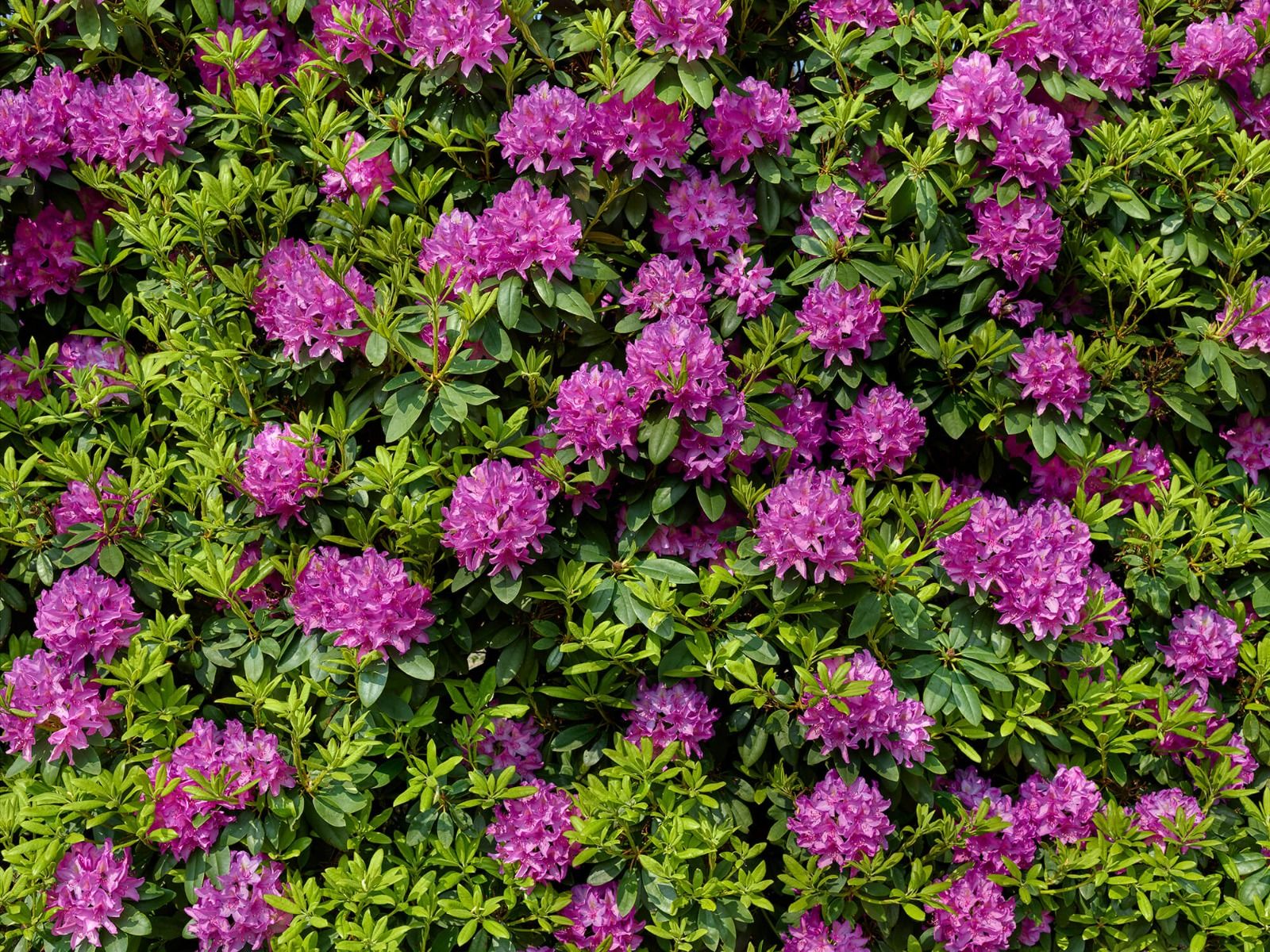 Rhododendrons - Wallpaper