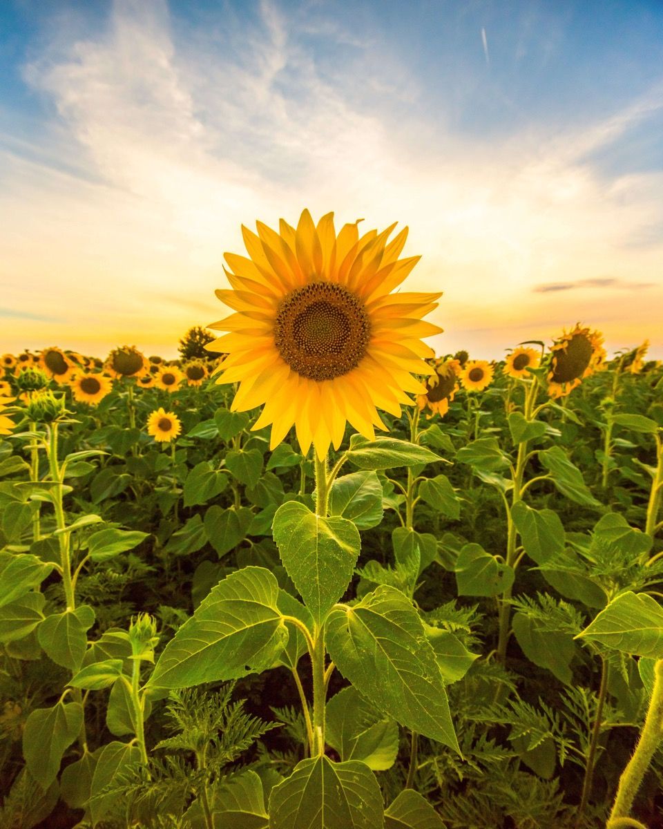 Sunflower in the field Wallpaper