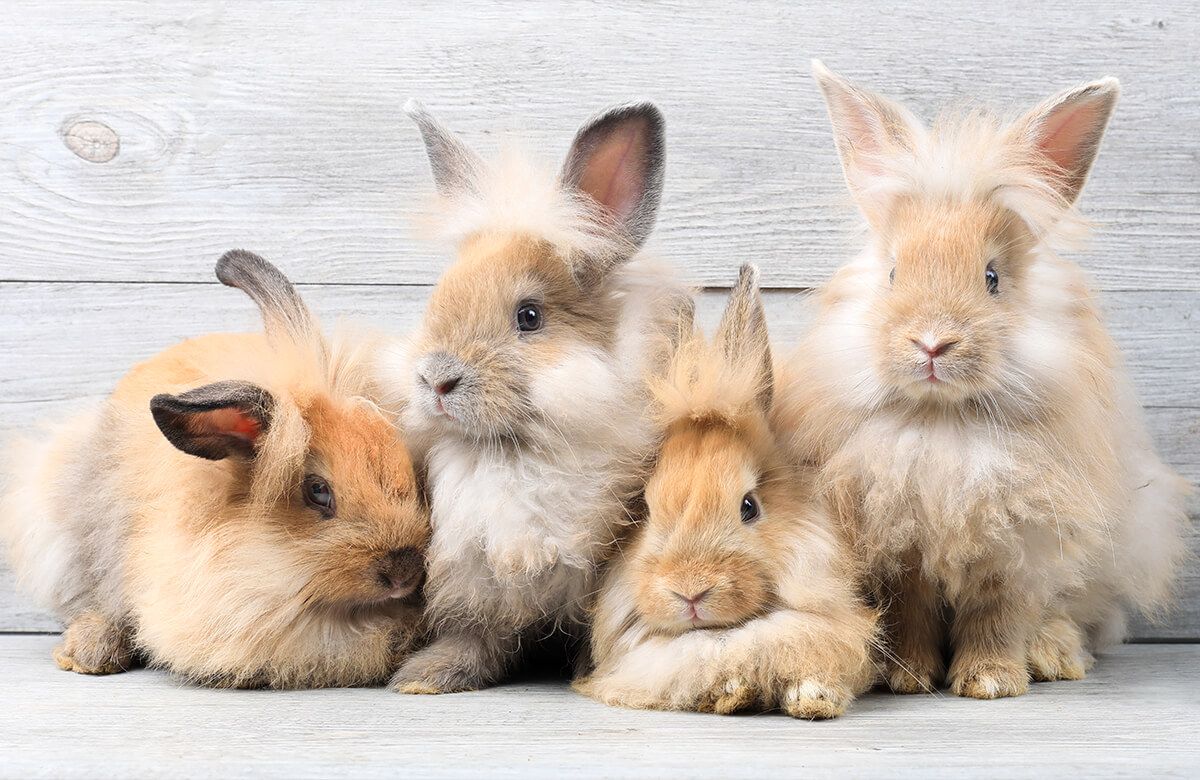 Wallpaper Small bunnies