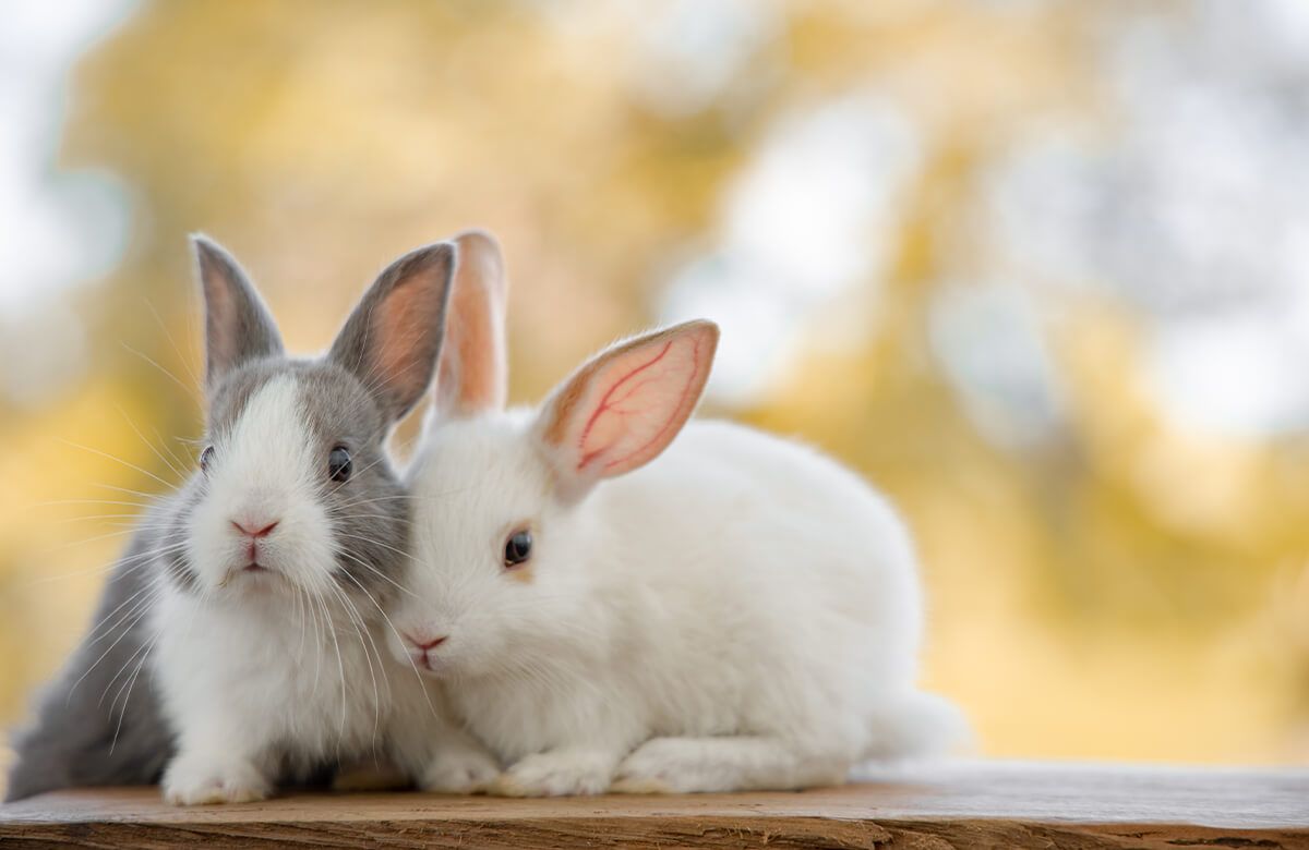 Wallpaper Close-up of rabbits