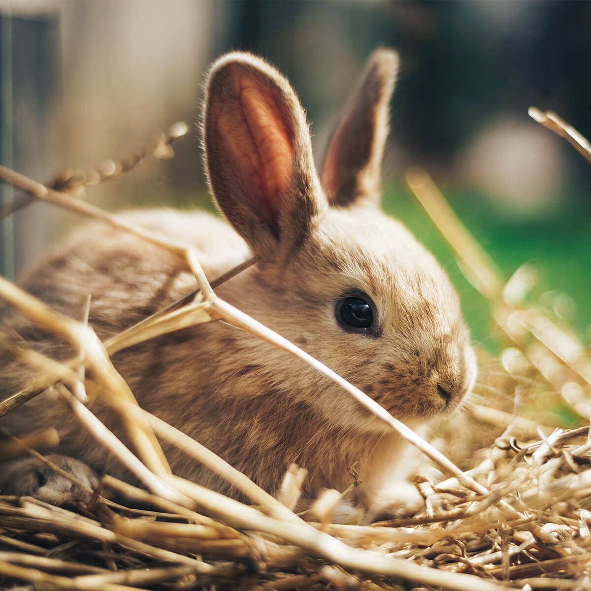 Wallpaper Rabbit in straw