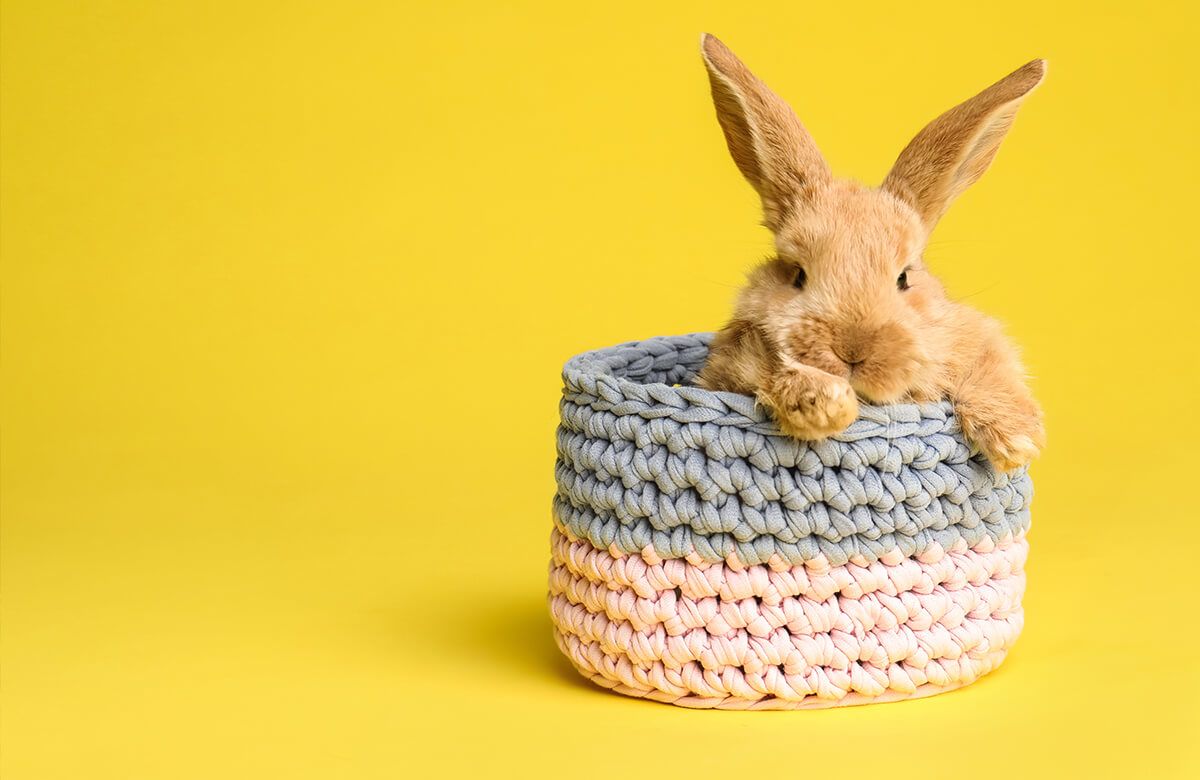 Wallpaper Rabbit in basket