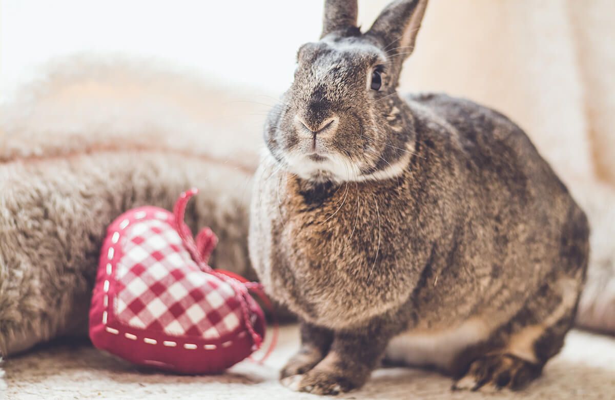 Wallpaper Rabbit with heart