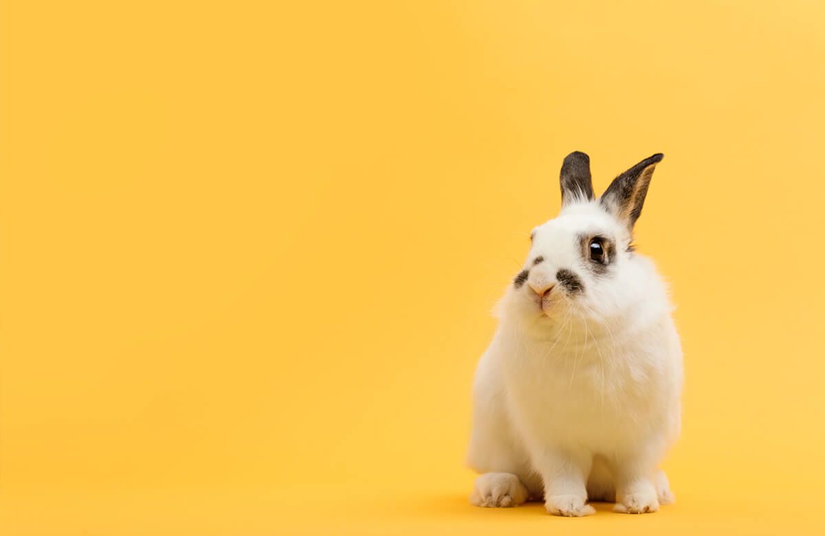Wallpaper Posing rabbit Wallpaper Posing rabbit