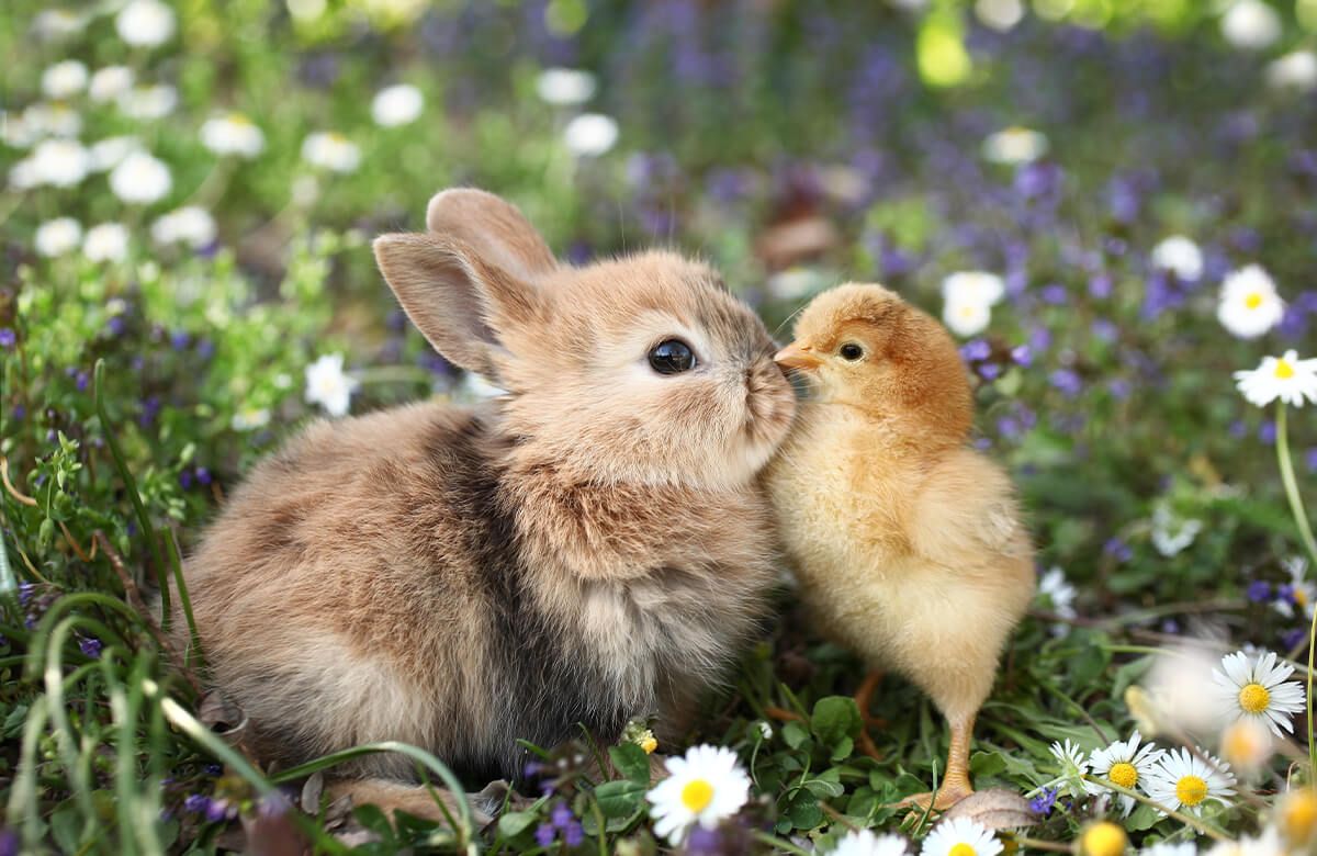 Wallpaper Rabbit and chick