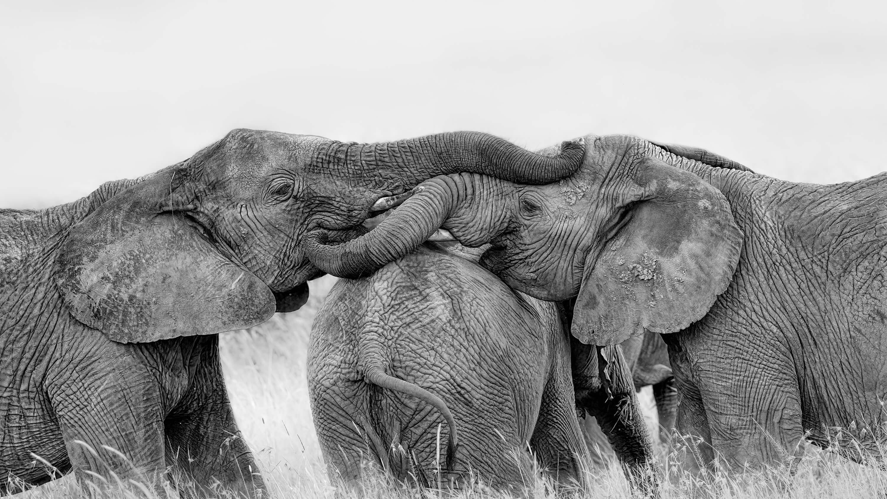 Elephant Playing Elephant Playing