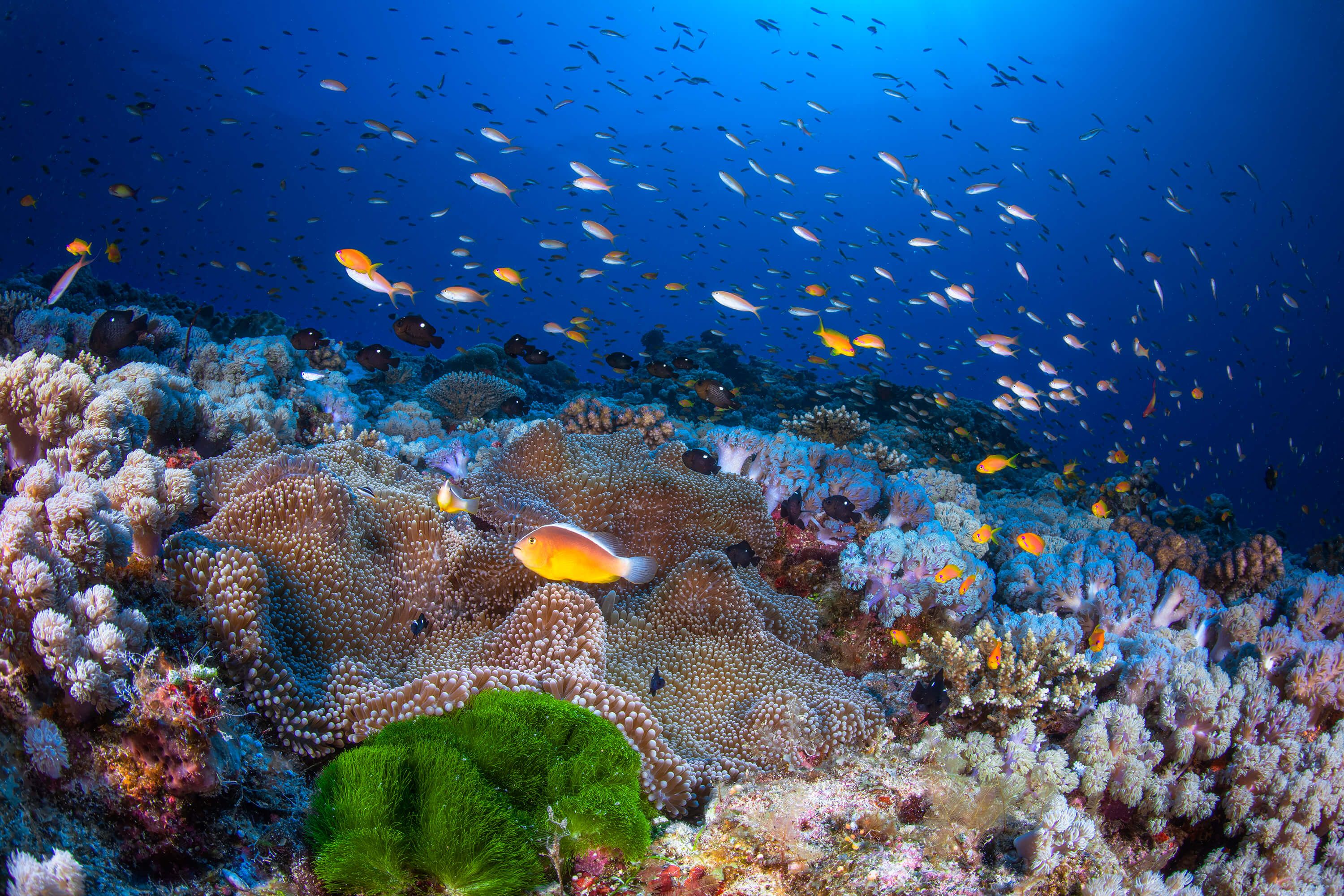 Anemon and Anthias Anemon and Anthias