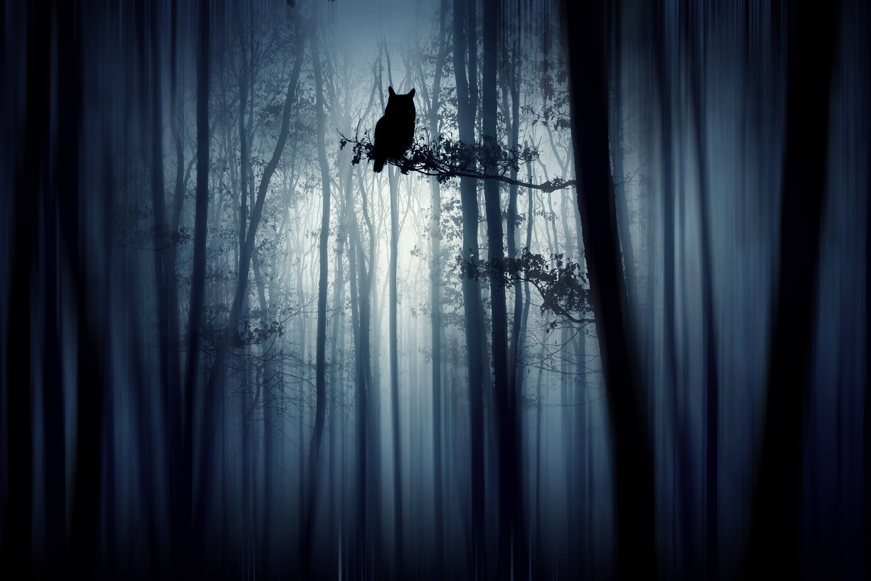 In the forest In the forest
