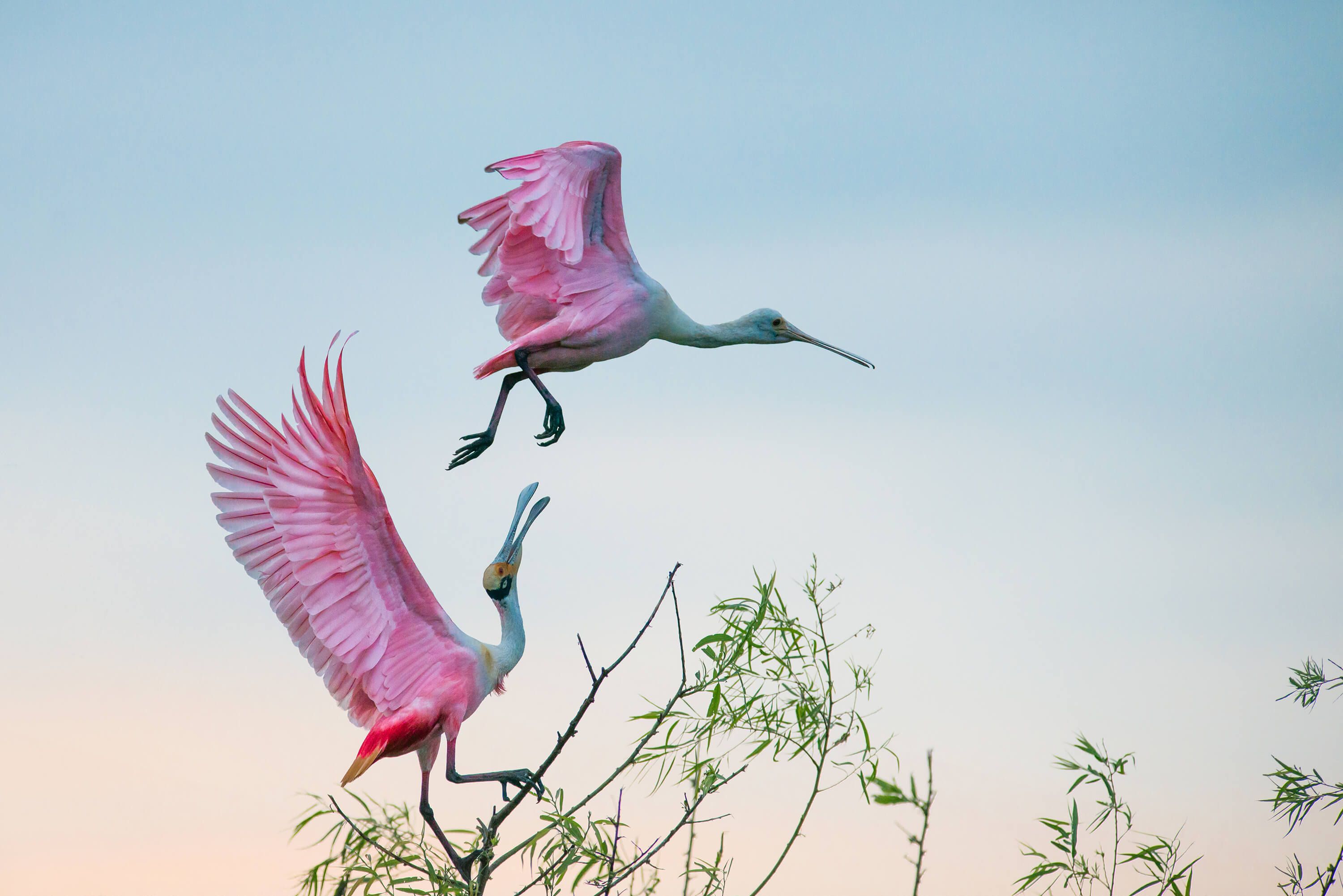 Wildlife Rosy pair Wildlife Rosy pair