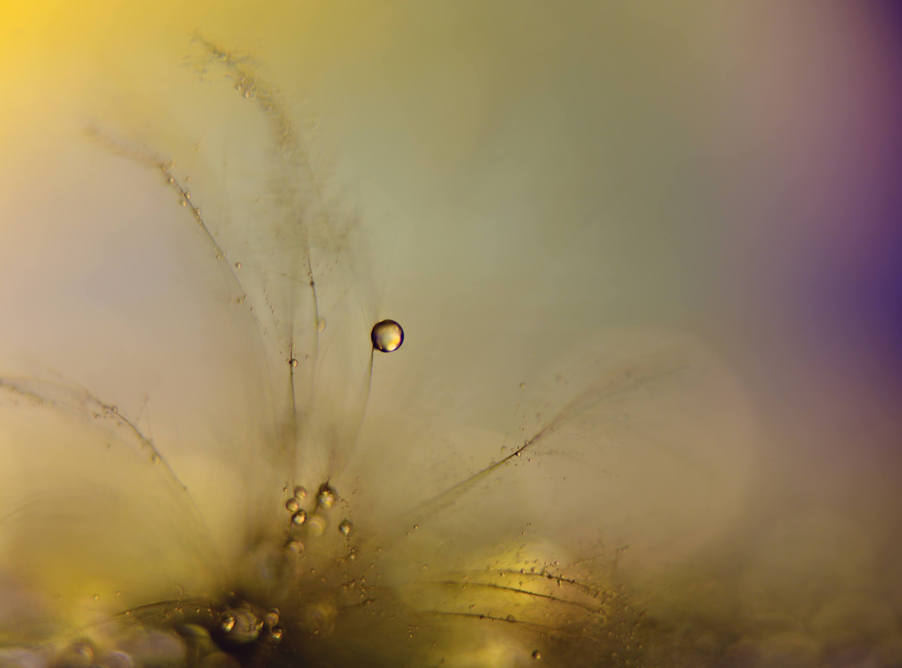 Macro Feeling of a new day Macro Feeling of a new day