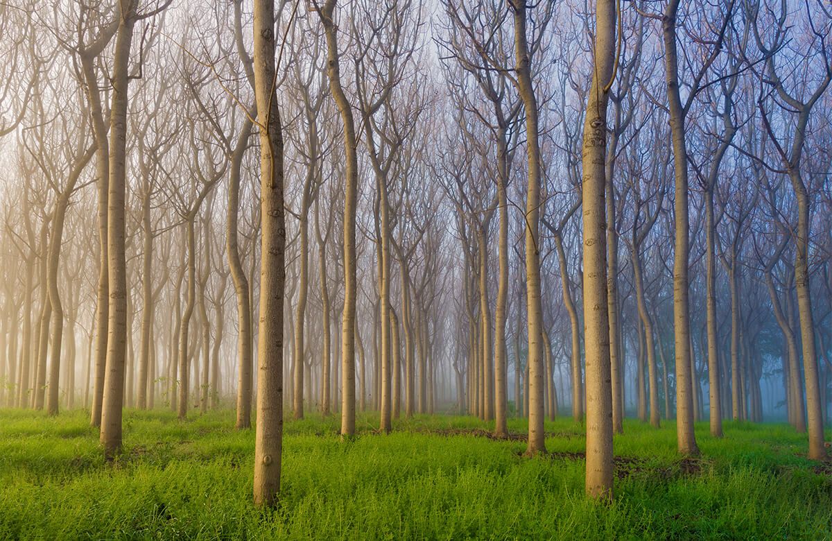Landscape Morning of the Forest Landscape Morning of the Forest