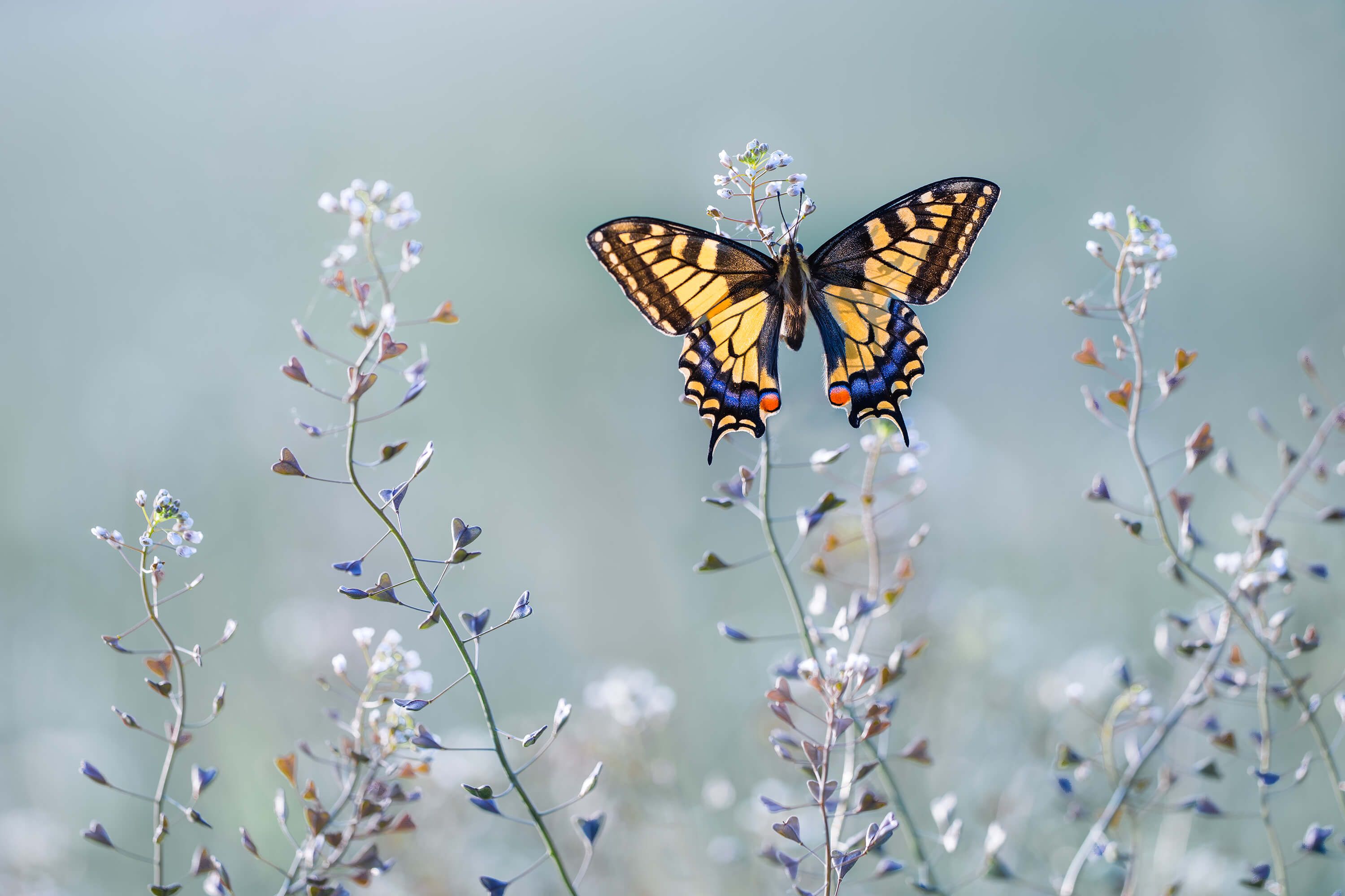 Macro Swallowtail beauty Macro Swallowtail beauty