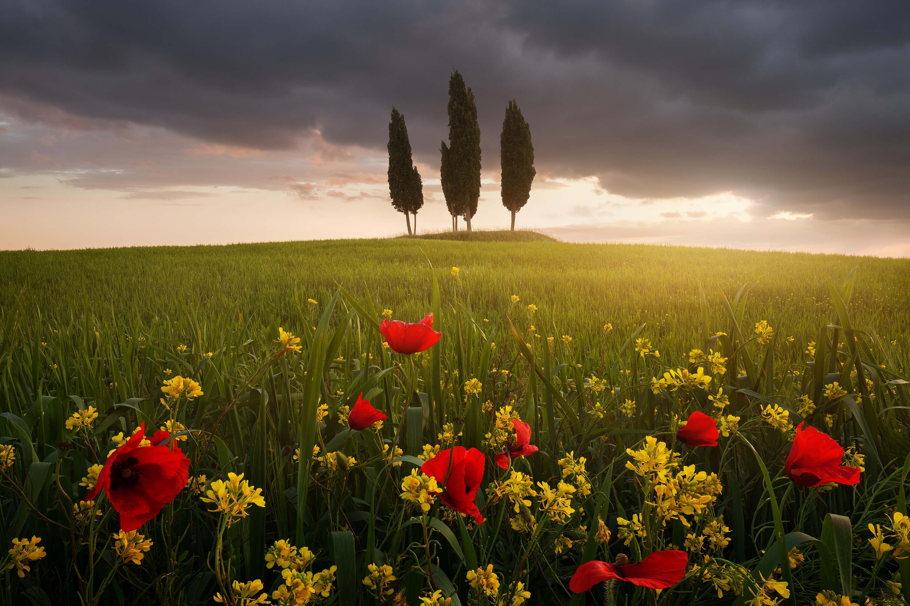 Landscape Blooming Tuscany Landscape Blooming Tuscany