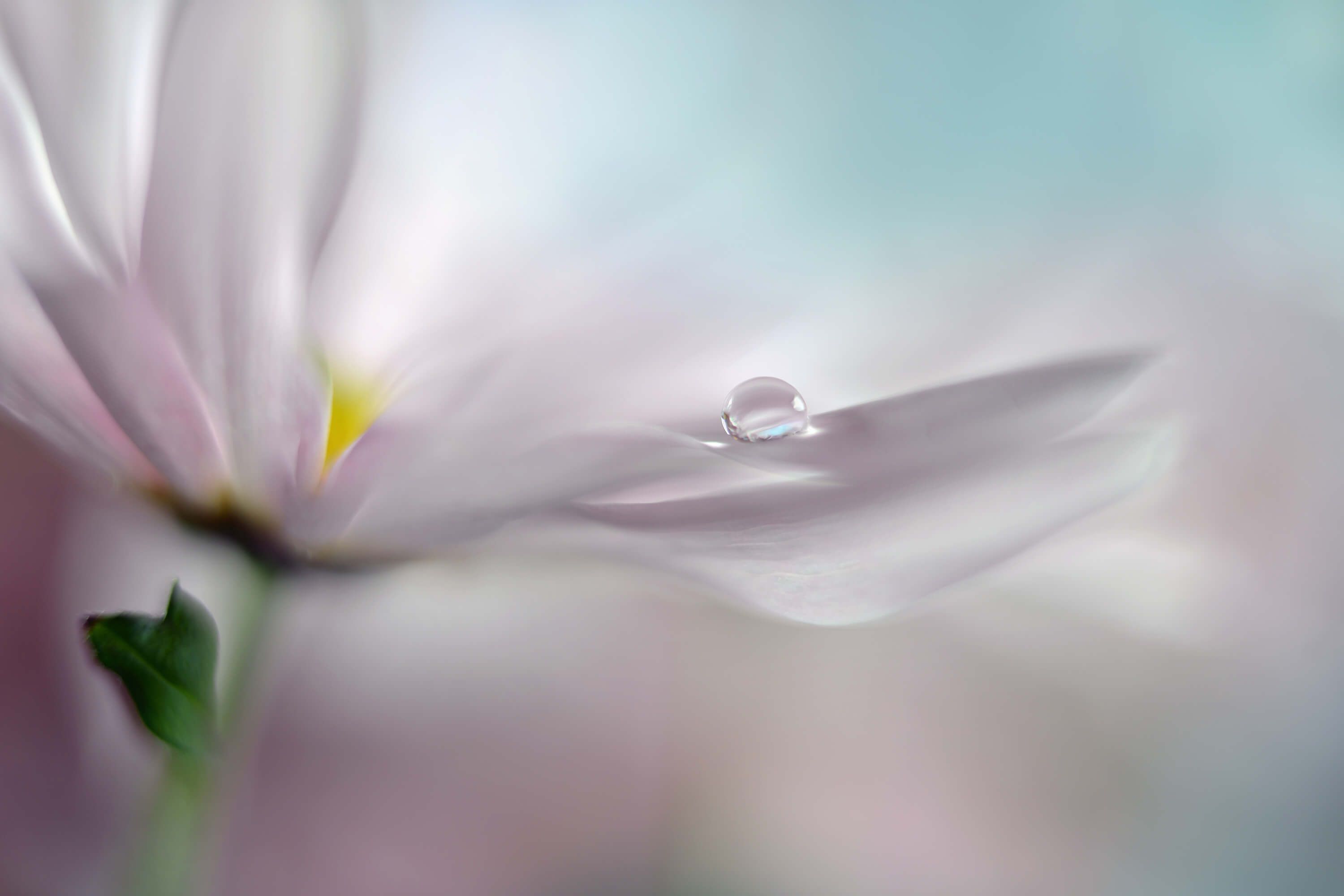 Macro Where dreams come true Macro Where dreams come true