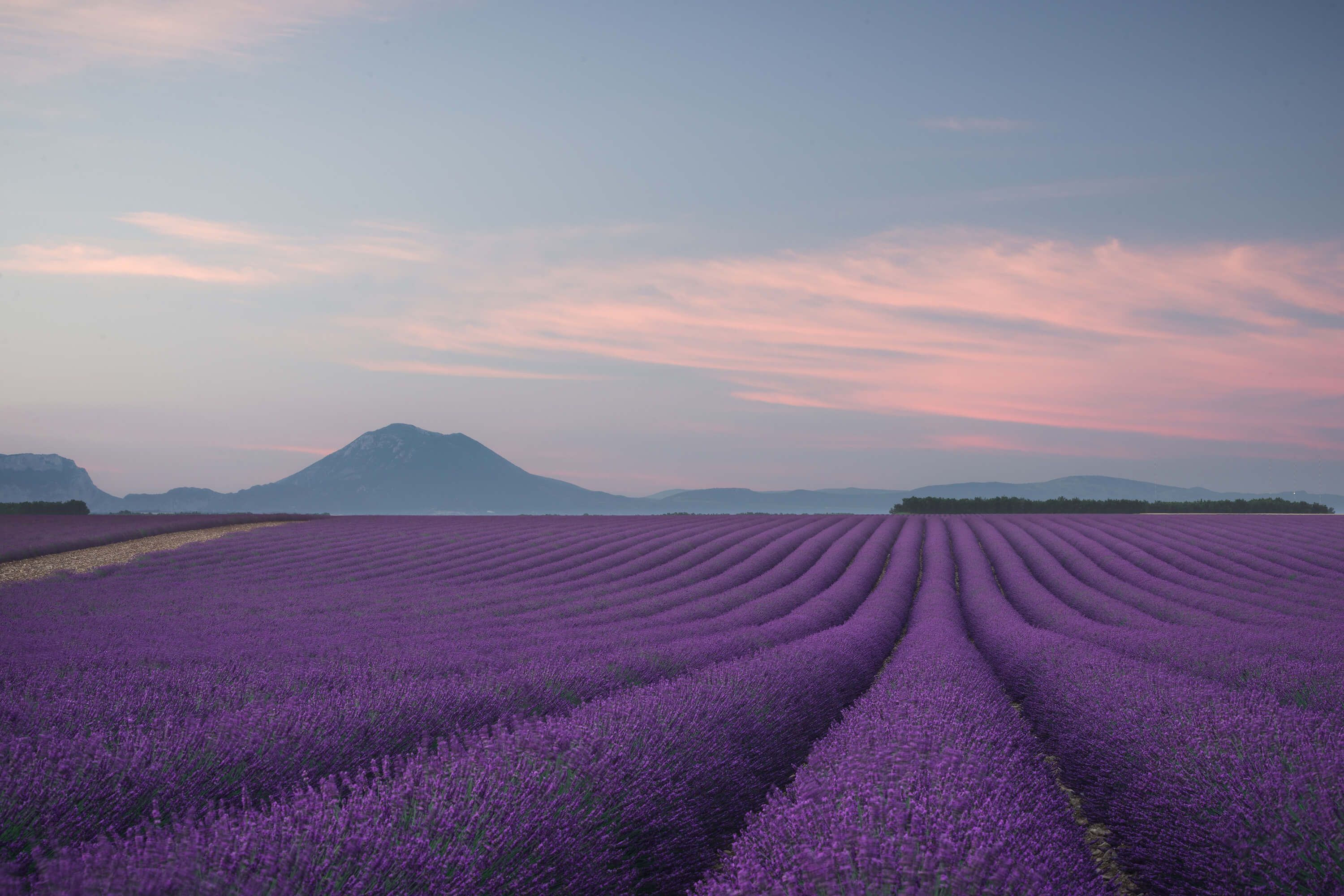 Landscape Lavender field Landscape Lavender field